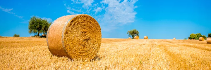 Foto op Plexiglas Beautiful field with hay in round stacks against the blue sky. A field with haystacks, the concept of autumn and harvesting. Copy space for text. Summer season of August. track from the car harvest © Vera