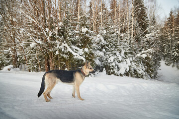 Dog German Shepherd outdoors in the forest in a winter day. Russian guard dog Eastern European Shepherd in nature on the snow and white trees covered snow