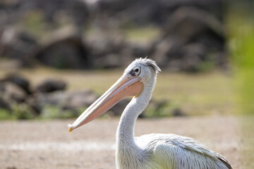 portrait of a pelican