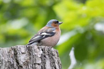 robin perched on a branch