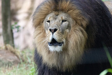 portrait of a lion