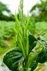 Cluster beans or gawar phali(guar) plant in field,cyamopsis tetragonoloba
