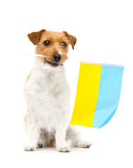 Ukrainian dog holding the flag of Ukraine in his mouth