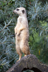 meerkat on guard