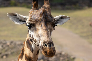 portrait of a giraffe
