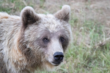Naklejka na ściany i meble brown bear cub
