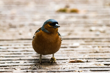 sparrow on a fence