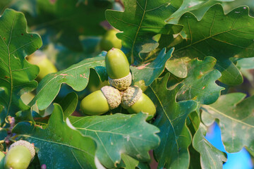 Ripe acorns on oak branches among green leaves