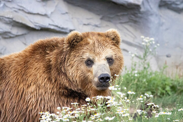 brown bear cub