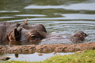 hippo in the river
