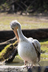 Obraz premium pelican on the beach