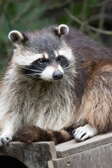 portrait of a raccoon