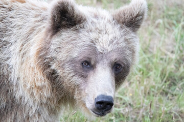 Fototapeta premium brown bear cub