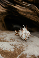 Summer time concept with blank greeting card and blank white paper on colored background, Coconuts, palm leaf on white sand. top view.space for text on card. 