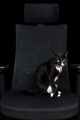 Black cat on black armchair