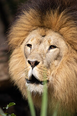 portrait of a lion