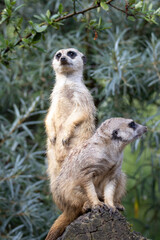 meerkat on guard