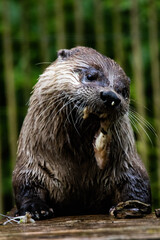 otter in the water