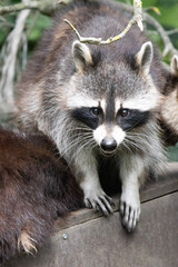 racoon