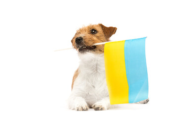 dog and flag of ukraine