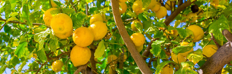Oranges harvest on the plantation in the garden. Citrus trees with mandarins and lemons. Ripe fruits of lemons and oranges on the branches of a tree. Gardening in Cyprus.