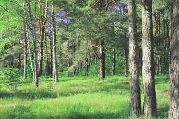 Fototapeta premium trees in the forest