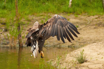 A hunting European eagle makes the landing above water, trees in the background. Grabs the prey in the lake with its claws. Detail, fish, impressive