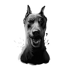 German Pinscher dog breed digital art illustration isolated on white. Popular puppy portrait with text. Cute pet hand drawn portrait. Graphic clip art design.