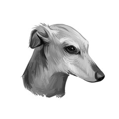 Galgo Espanol dog breed digital art illustration isolated on white. Popular puppy portrait with text. Cute pet hand drawn portrait. Graphic clip art design.