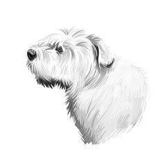 Glen of Imaal Terrier dog breed digital art illustration isolated on white. Popular puppy portrait with text. Cute pet hand drawn portrait. Graphic clip art design.