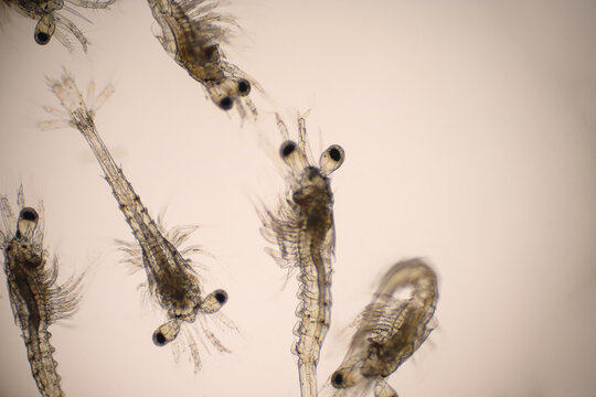 Closeup mysis stage of Vannamei shrimp in light microscope, Shrimp larvae under a microscope, Shrimp, White shrimp, Nauplius, Zoea, Mysis, Larvae.