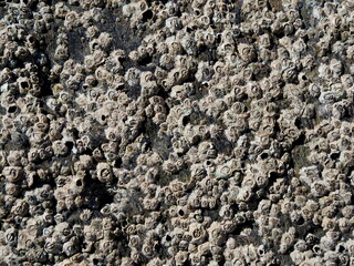 Colony of barnacles on flat rock