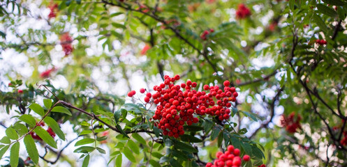 A branches of rowan with red berries background blue sky banner. Autumn and natural background. Autumn banner with rowan berries and leaves. Copy space.