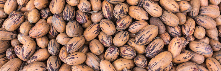 Pecan nuts are a lot of pile as background and texture. The concept of useful foods and proper nutrition, natural vitamins and minerals not cleaned in the shell, antioxidants