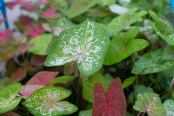 Caladium bicolor is regarded as the 