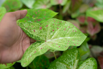 Caladium bicolor is regarded as the 