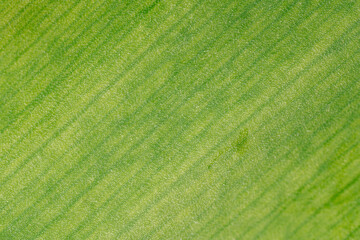 Macro tulip leaf photo