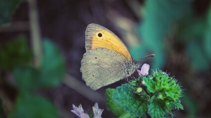 butterfly on leaf