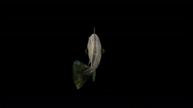 Atlantic Cod Fish View From Back,Full HD 1920&times;1080.05 Second Long.Transparent Alpha video.LOOP.