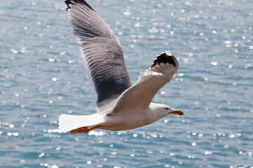 Seagull flies over the sea