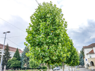 plane tree in Baia Mare city, Romania - in summer