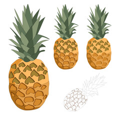 Vector pineapple fruit with leaves on white background isolated flat