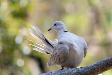 毛づくろいをする鳩