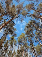 trees in the forest