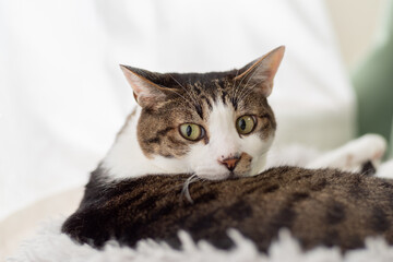 見つめる猫　キジトラ白