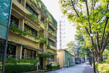 朝日に輝く表参道ケヤキ並木（東京都渋谷区）