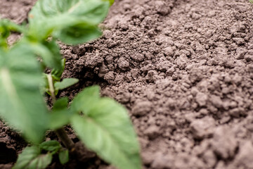 Fertile soil in the garden. Chernozem on the Ukrainian field. Potato cultivation and weeding.
