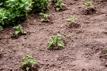 Growing Solanum lycopersicum on bed in raw in field in spring. green seedling of tomatoes growing out of soil. Densely planted young tomato plants ready for planting.