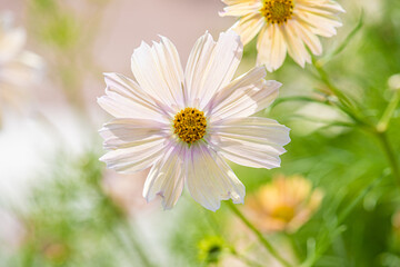 Fototapeta na wymiar White and purple flowers in beautiful sunlight..