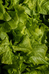 Fototapeta premium Close up of home grown sallad leaves..